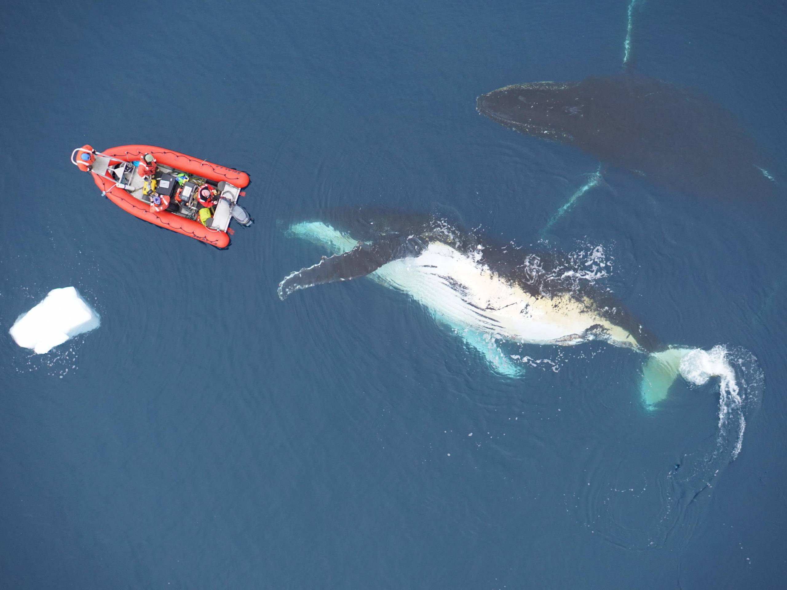 An overhead shot of two gray whales — one turned on its back, showing off its white belly — and an orange research dingy. 
