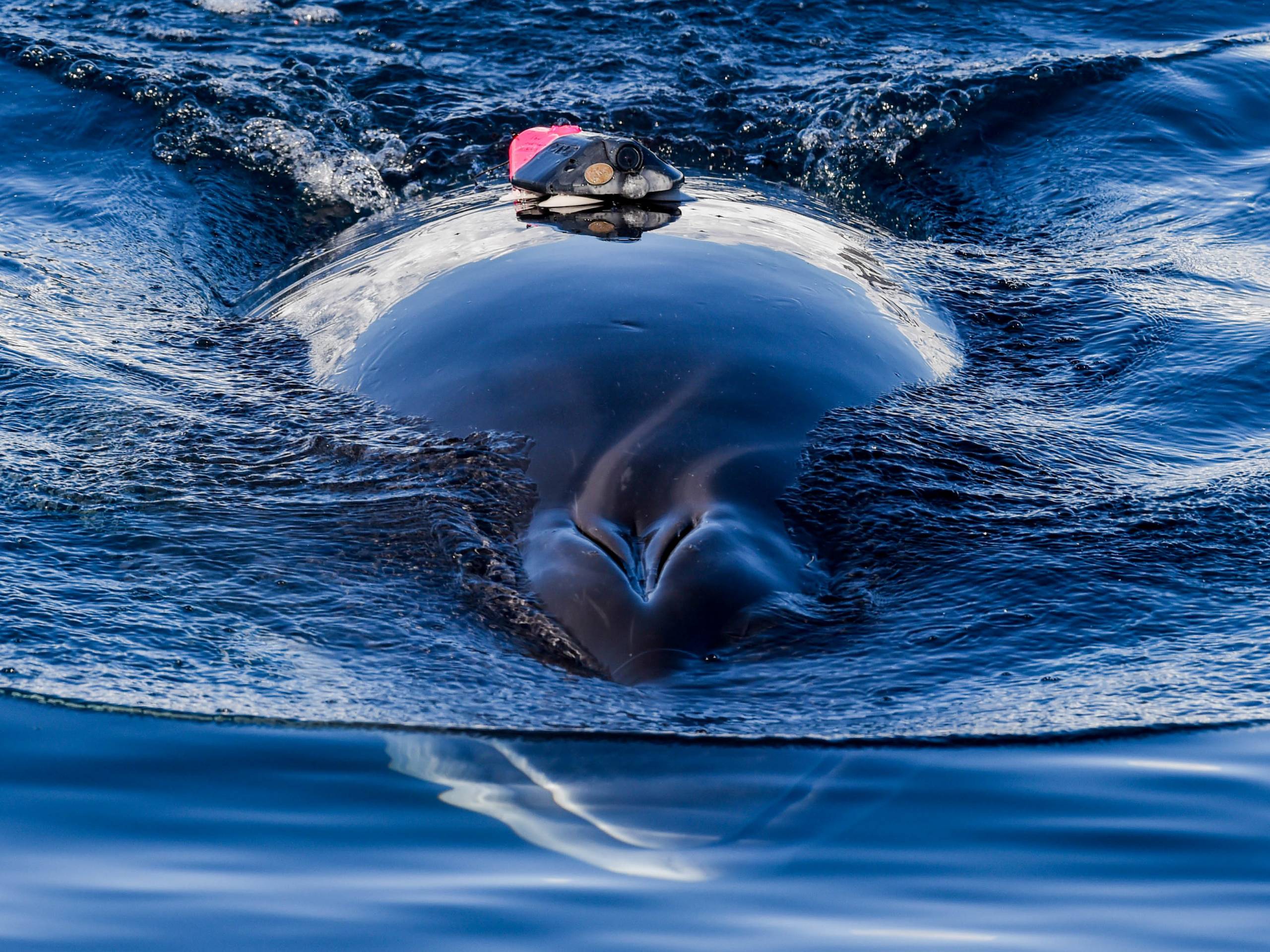 A dark whale with a red tracking tag glides through the surface of black water.