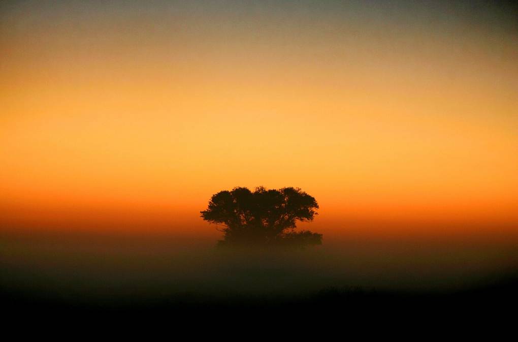A tree shrouded in fog in the foreground with an orange, yellow sunrise in the background.
