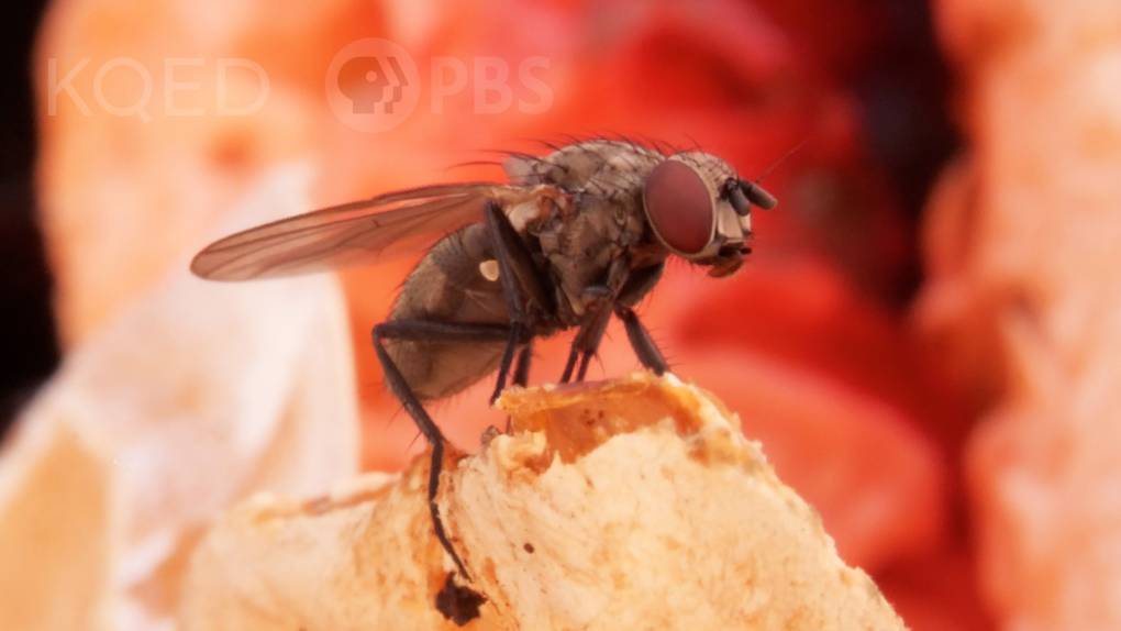 close-up shot of a fly perched on an orange and white craggy mushroom surface.