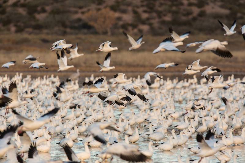 White birds with black-tipped wings launch out of a desert pond.