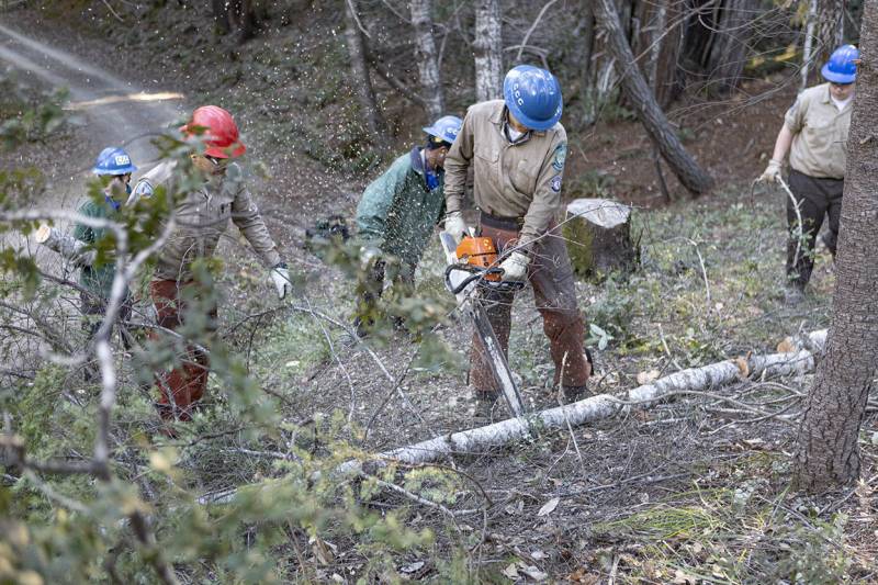 Five men in work clothes and blue hardhats clear brush and saw small tree trunks. They are working on a hillside, with larger trees in the background.