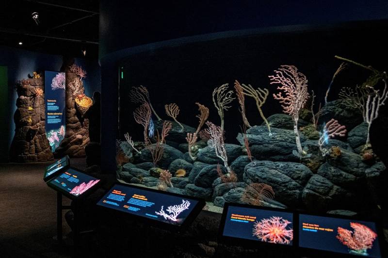 Inside a deep sea exhibit, black boulders looking like pieces of charcoal, pocked with lines and small holes line the ground. Growing on these boulders are tall, pale orange corals with trunks like a tree and branches like a curved fan. 