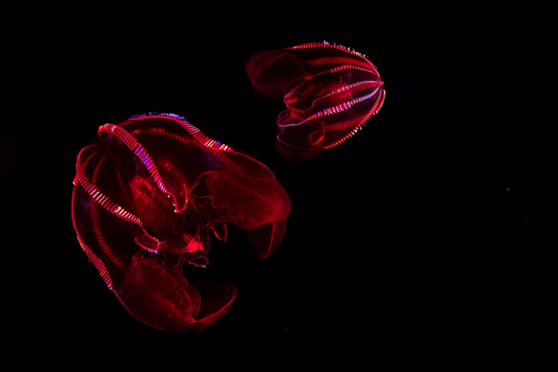 Two jellyfish float against a darkened background. The jellies are shaped like a crimson dome bedazzled with ridges of strobing rainbow lights. In the center of each jelly, red shadowy translucent shapes float. floats