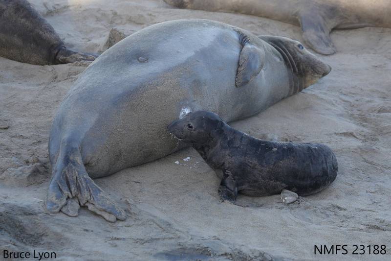 A black seal pup with white milk dripping from its whiskers leans its head against its mothers large grey-brown body.