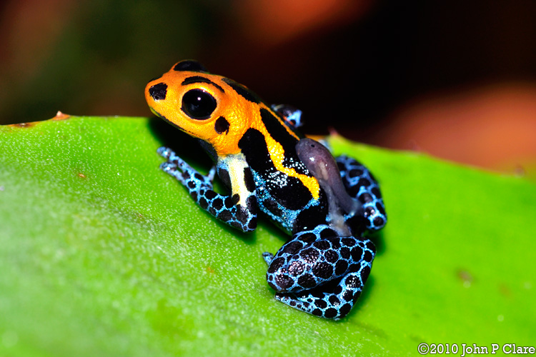 A male frog carries his tadpole on his back to find a small pool of water where the tadpole can safely grow. The frog has a bright orange head with black spots and round black eyes. His legs show a pattern of black circles with bright sky blue woven around the circles.