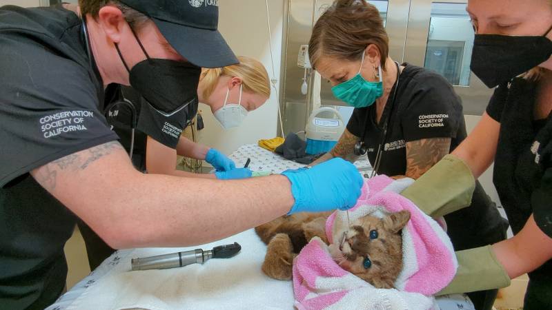 Dr. Alex Herman, Vice President of Veterinary Services at the Oakland Zoo, and his team examine Rose, the rescued puma.