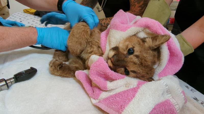 A photo of Rose, the rescued mountain lion during her initial check-up at the Oakland Zoo. 