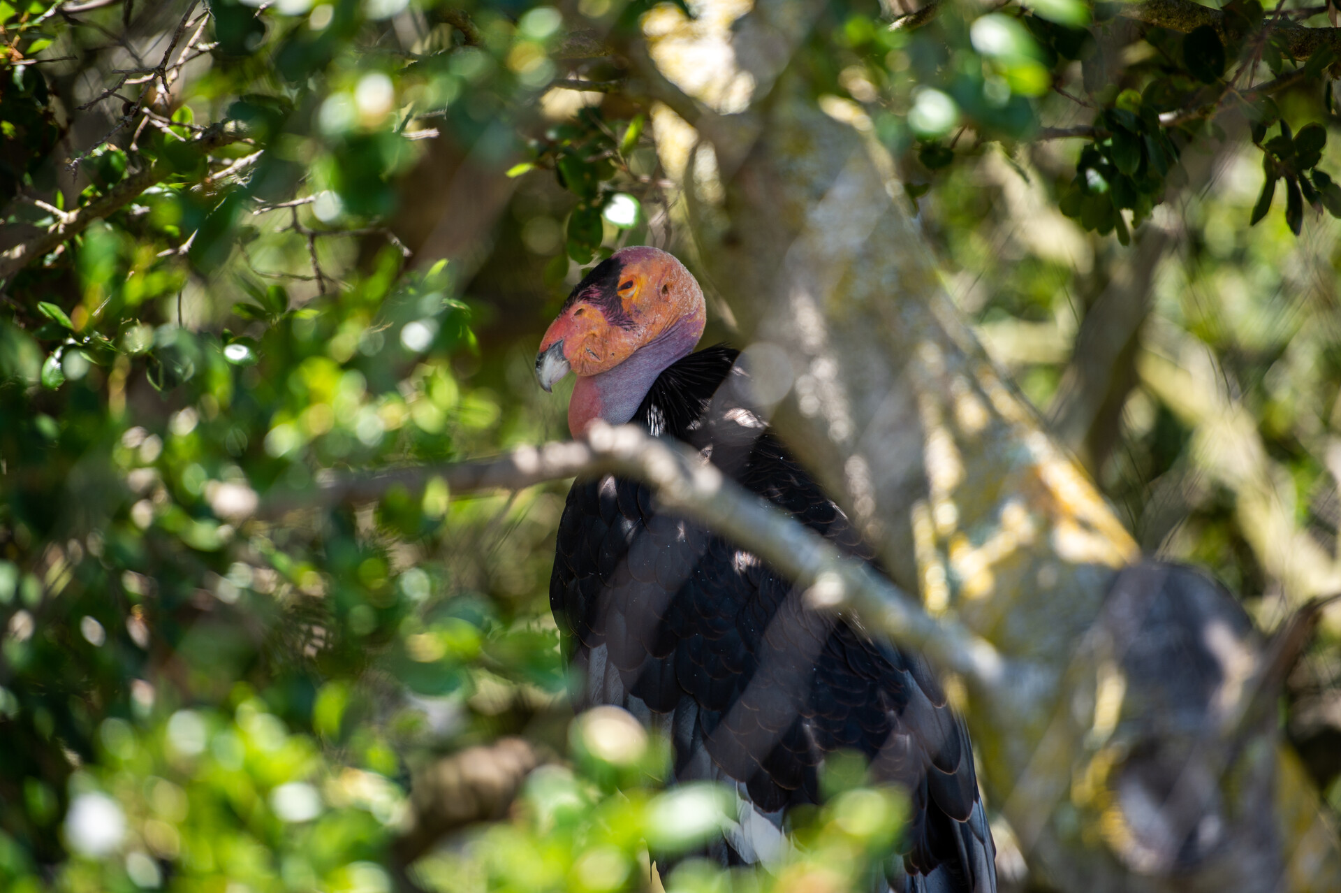 A California Condor sits in a tree at the Oakland Zoo on May 25, 2022.