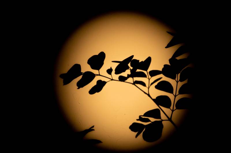A soft, pale orange moon fills the frame against a black sky. Arcing across the moon in sharp outline is a leafy branch.