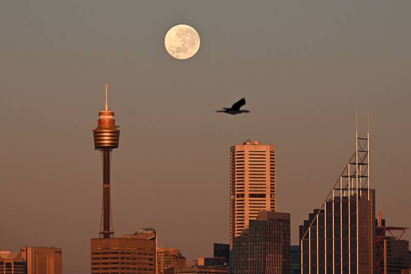 A huge white and grey moon hangs over downtown in Sydney, Australia. At the bottom of the image, there are low office buildings, a tall building glowing rose gold, and the an observation tower -- a round observation platform on a narrow column with a spire on top. A black bird flies between the buildings and the moon.