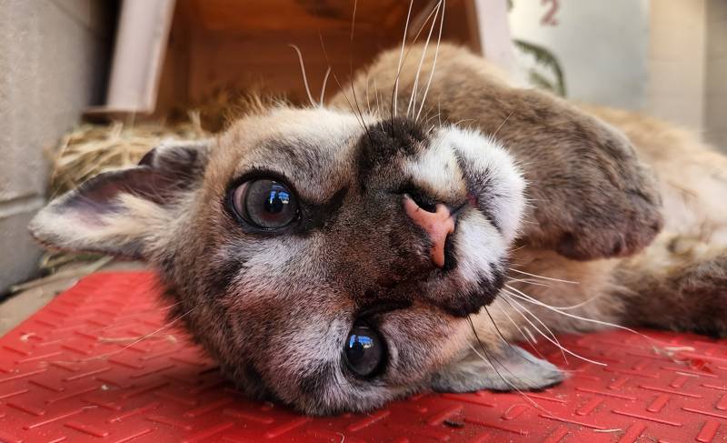 A close-up of Rose, the rescued mountain lion currently at the Oakland Zoo
