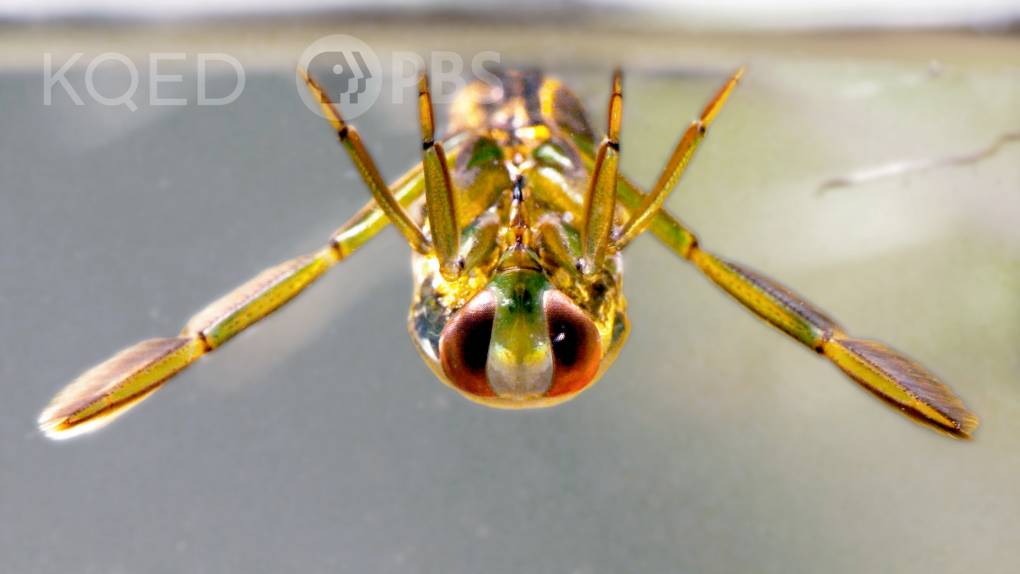 golden fly-like insect with red eyes hanging from underwater surface.