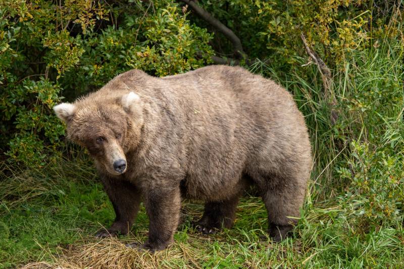Fat Bear candidate 128 Grazer is approximately 17-19 years old. She has a light coat in the spring that darkens in the fall, but she keeps her distinctive fluffy blonde ears.