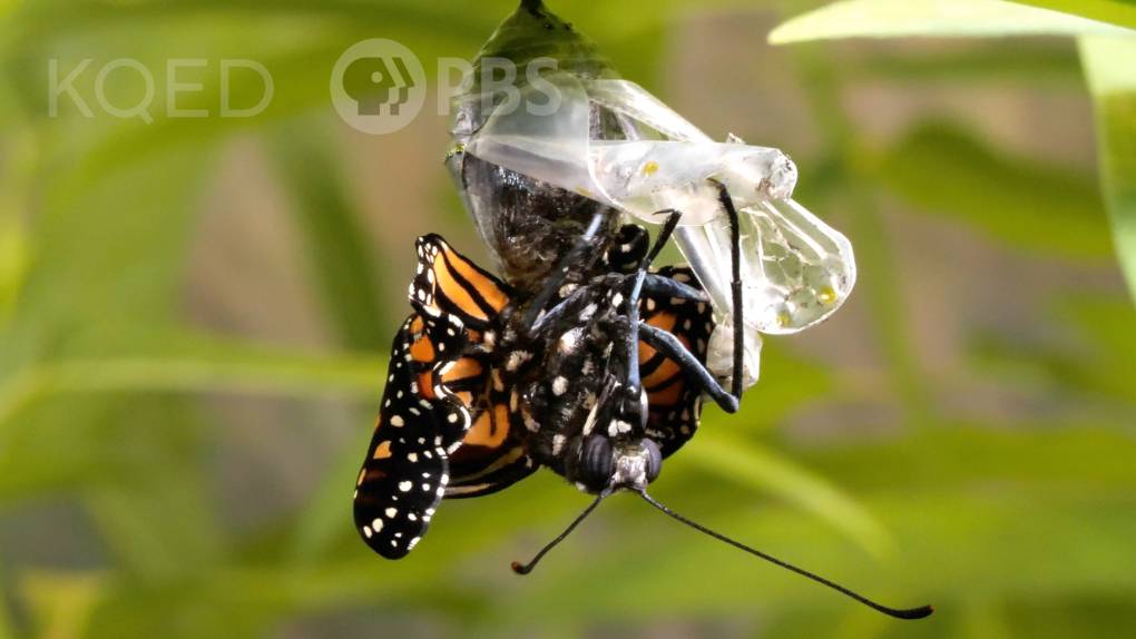 orange and black butterfly with crumpled wings, emerging from a messy chrysalis.