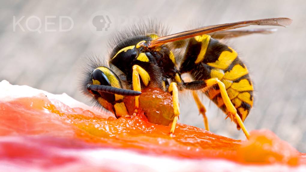 Yellow and black-winged insect filling frame, clutching large round ball of orange salmon.