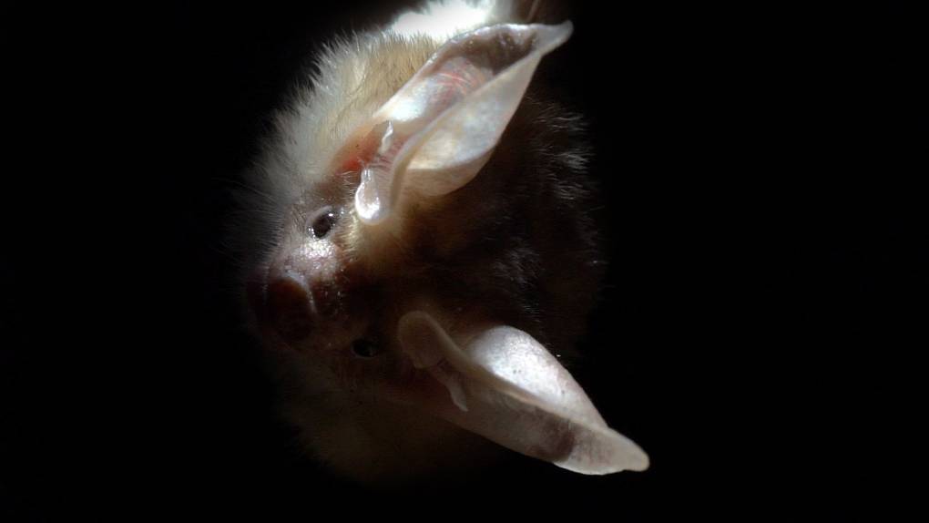 A small bat photographed in darkness, on its side.