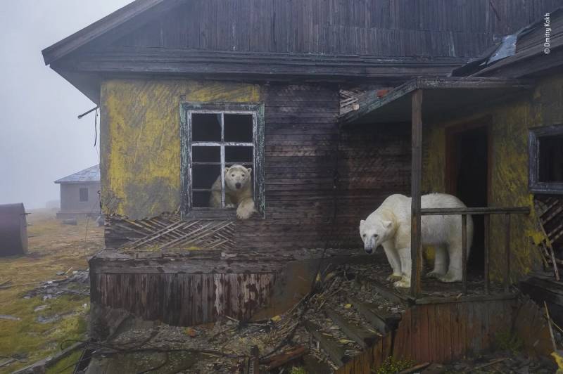 Urban Wildlife Winner: House of bears. Kolyuchin Island, Chukotka, Russia. In the Chukchi Sea region, the normally solitary bears usually migrate further north in the summer, following the retreating sea ice they depend on for hunting seals, their main food.