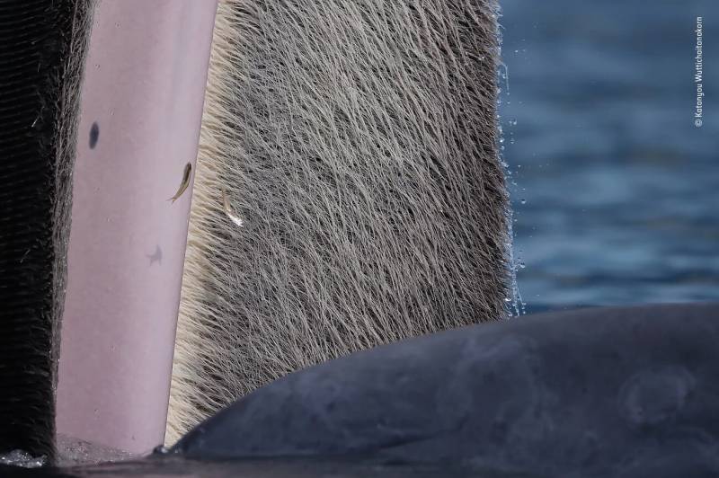 15-17 Years Winner: The beauty of baleen. Upper Gulf of Thailand. Bryde's whales have up to 370 pairs of gray-colored plates of baleen growing inside their upper jaws. The plates are made of keratin, a protein that also forms human hair and nails, and are used to filter small prey from the ocean.