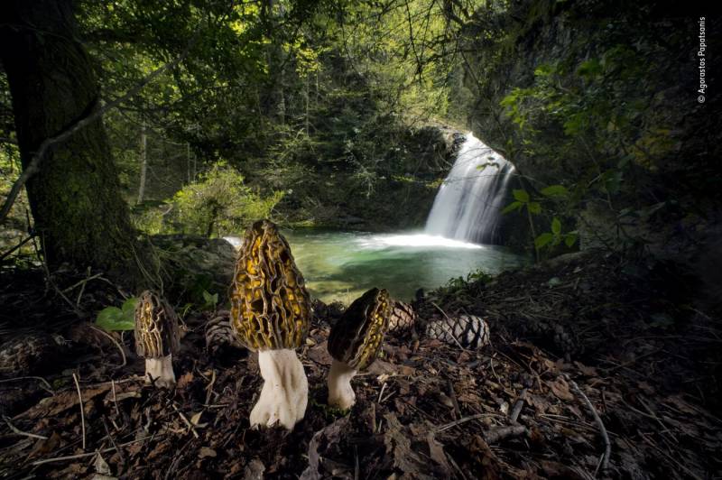 Plants and Fungi Winner: The magical morels. Mount Olympus, Pieria, Greece. Morels are regarded as gastronomic treasures in many parts of the world because they are difficult to cultivate, yet in some forests they flourish naturally.