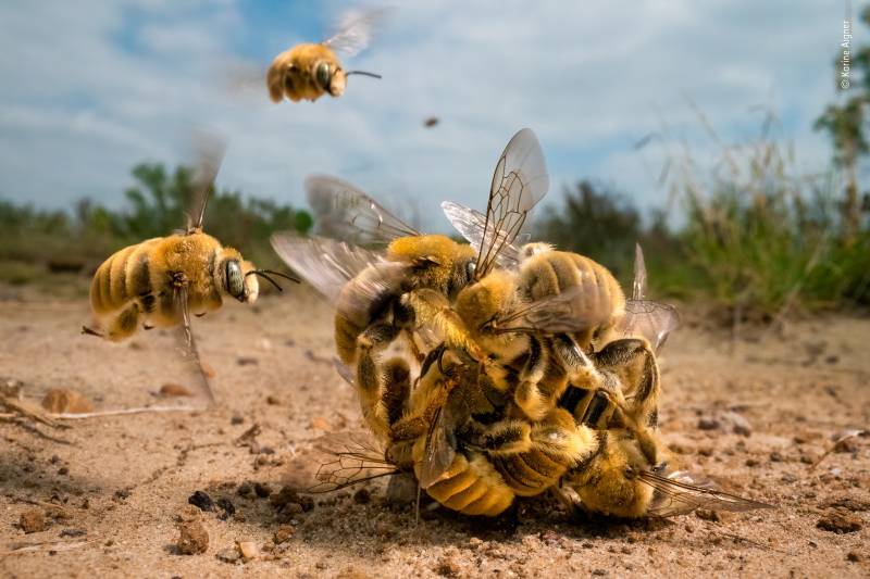 Invertebrates Winner: The big buzz. South Texas, USA. The world's bees are under threat from habitat loss, pesticides and climate change. With 70% of bee species nesting underground, it is increasingly important that areas of natural soil are left undisturbed.