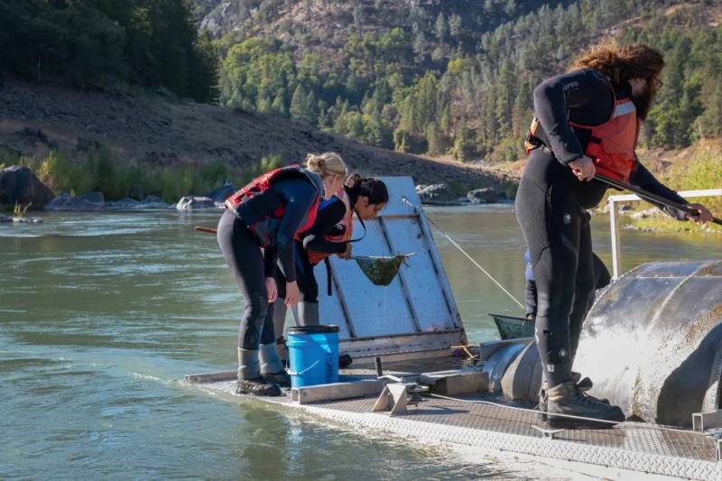 Rachel Johnson of NOAA Fisheries and state biologists Sam Funakoshi and Ross Schaefer check a trap for winter-run Chinook salmon that will be transported downstream of Keswick Dam to help them migrate to the ocean.