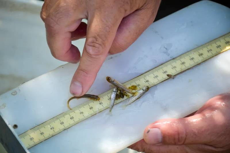 Photo shows two hatchery juveniles (with copper tails) that were used to test efficiency of the trapping system and two that spent their early lives imprinting on McCloud River water. 