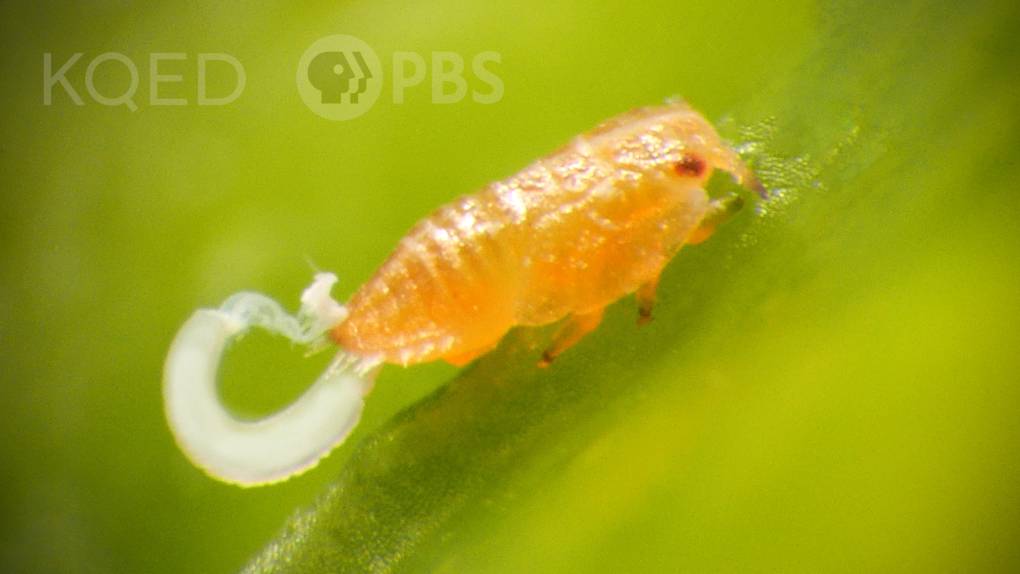 small orange bug with red eyes, on a green leaf, with curl of white material hanging from its tail region.