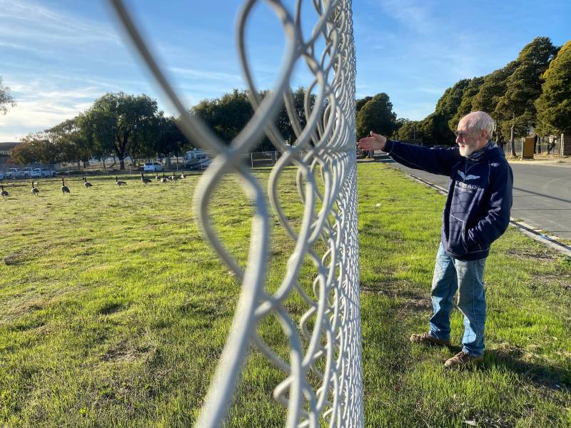 A white-haired man wearing a dark blue hoody and blue jeans stands next to a chain link fence. On the other side of the fence is a green weedy field with geese foraging on it.