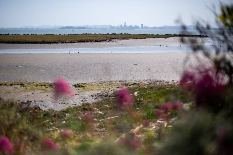Tips of San Francisco buildings are in the background. A marsh and a buddy bay shore are in the middle and pink flowers are out of focus in the front of the image. 