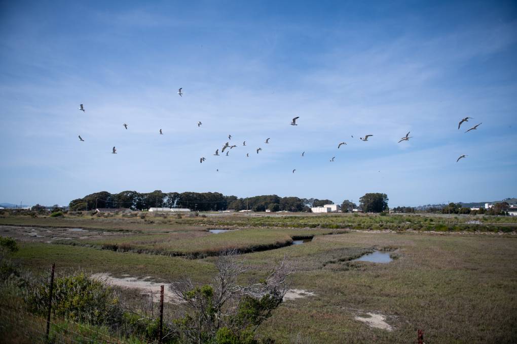 Birds are small dots in a blue sky above brown, sludgy marshland.