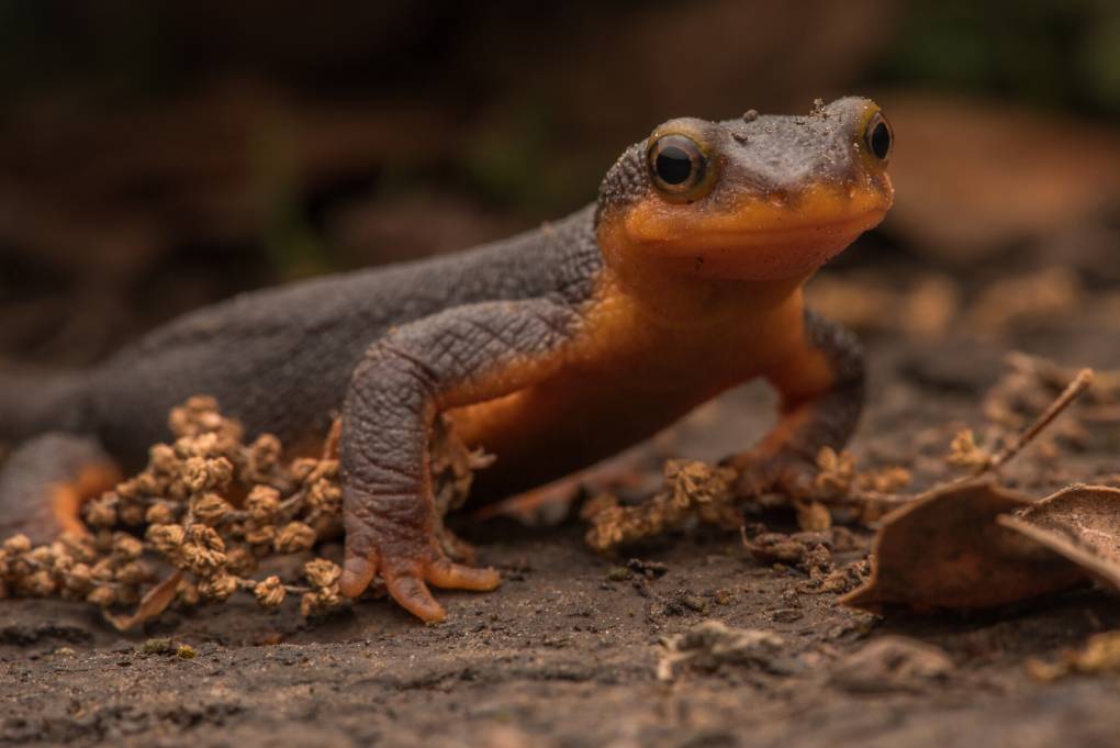 A California newt is seen in the outdoors moving towards the camera.