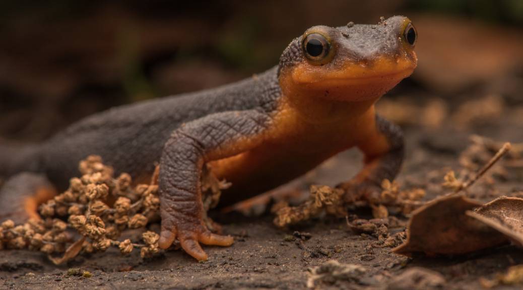 The Newt Normal: How Will These Remarkable Animals Survive in Extreme  Climates?