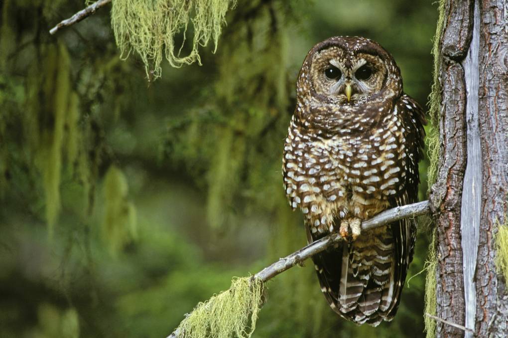 A northern spotted owl is perched on a tree branch in an old-growth forest.