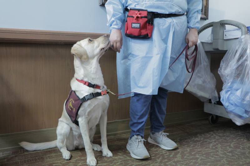 A dog wearing a vest and collar sniffs a hand of a person wearing a medical uniform, blue pants, a red pack on their waist and white shoes holding a leash.