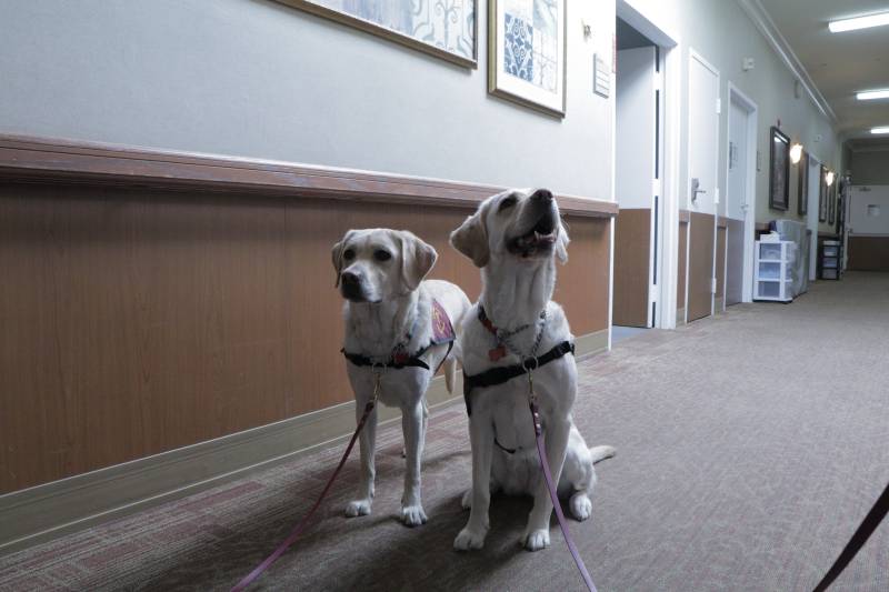Two dogs wearing collars attached to leashes in a hallway with one sitting on the right and the other standing to the left.