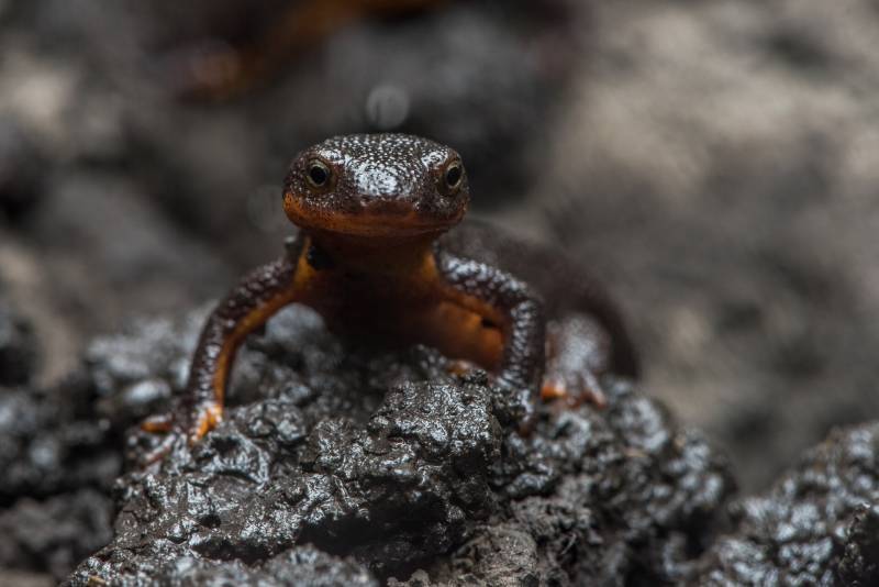 A California newt is seen emerging from the ground. 