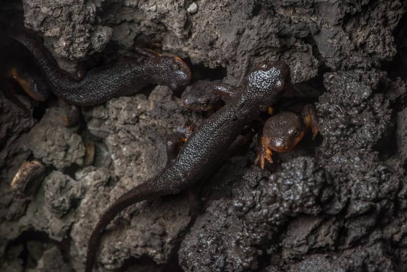 Three California newts crawl out of cracked mud.