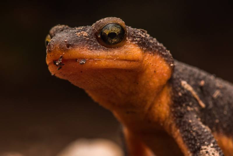 A close-up portrait of a newt.