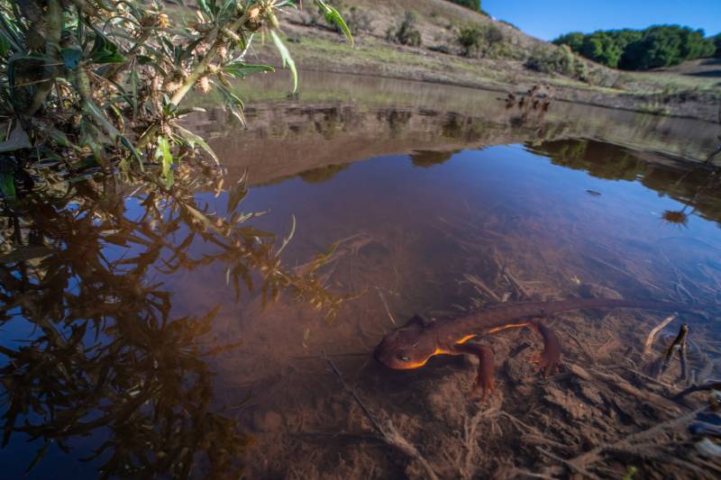 A newt swims in a pond. 