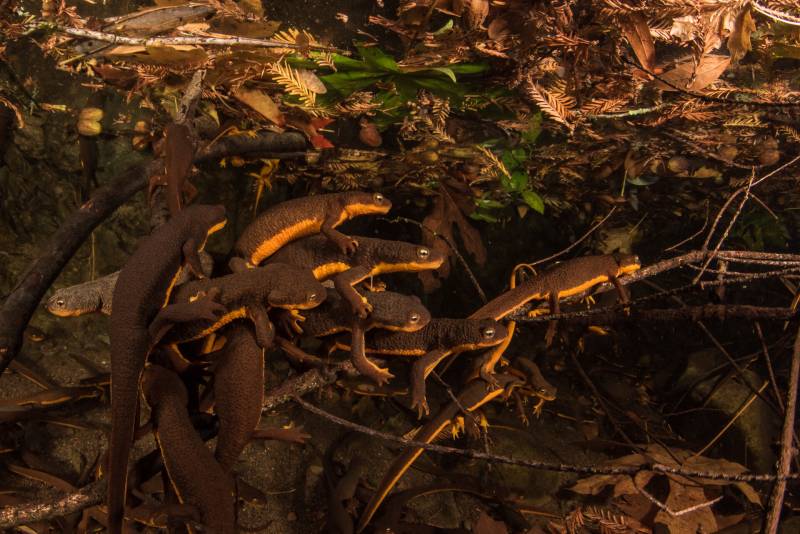 A group of newts gather to breed in a healthy pond.