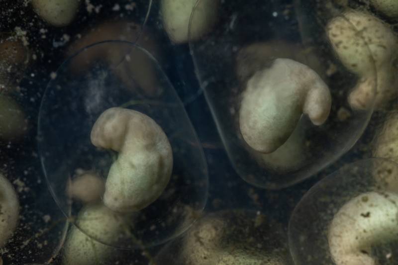Newt embryos inside gelatinous case.