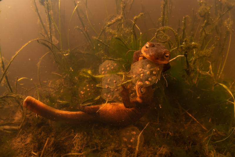 A pair of submerged newts conserve energy and remain motionless as the gelatinousmatrix surrounding their eggs solidifies and attaches to the vegetation.
