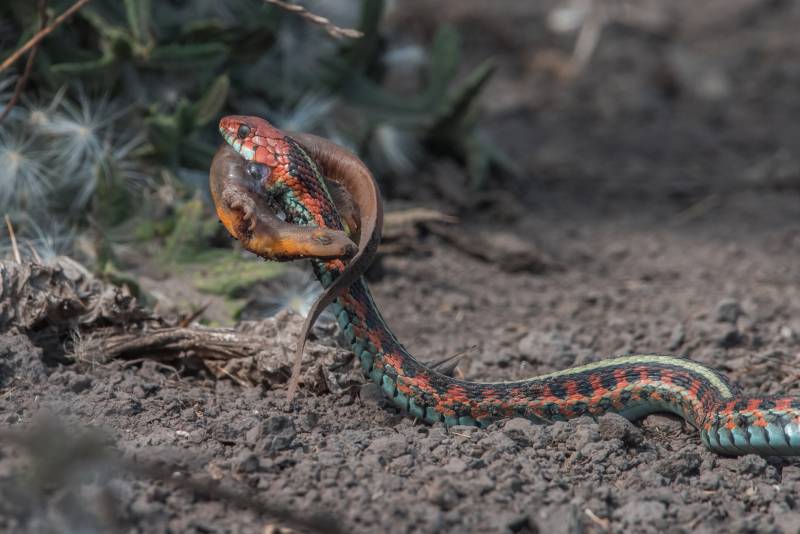 A garter snake eats a California newt.