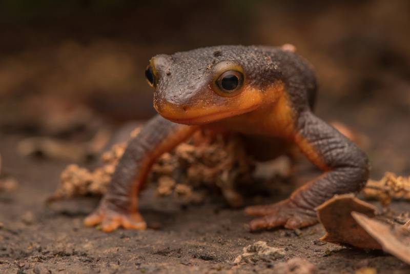 A portrait of a male newt.
