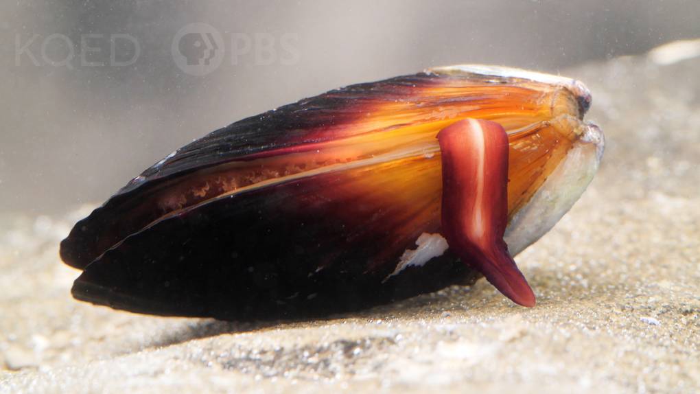 A dark bivalve with orange blush rests underwater, on a bed of light colored sand. From between its shell pokes a reddish-purple tongue-like appendage.