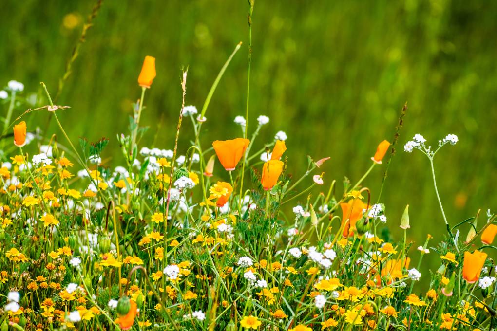 Where to See Wildflowers Near You in the Bay Area (Plus, the Science