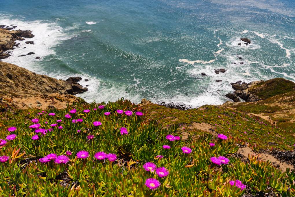 Best Bay Area Hikes for Spring: Where to See Waterfalls, Wildflowers and Mushrooms After All That Rain