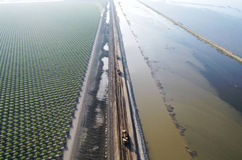 Rows of green orchards on the left side of the photo. A long brown earthen levee cuts the photo in two. Trucks speed along the levee. To the right brown murky water fills the space.