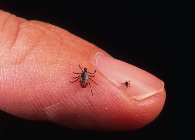 A close up image of a white finger with a large and small black insect on it.